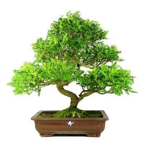 bonsai