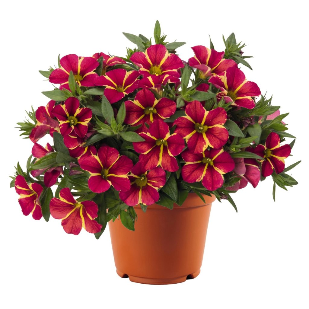 calibrachoa