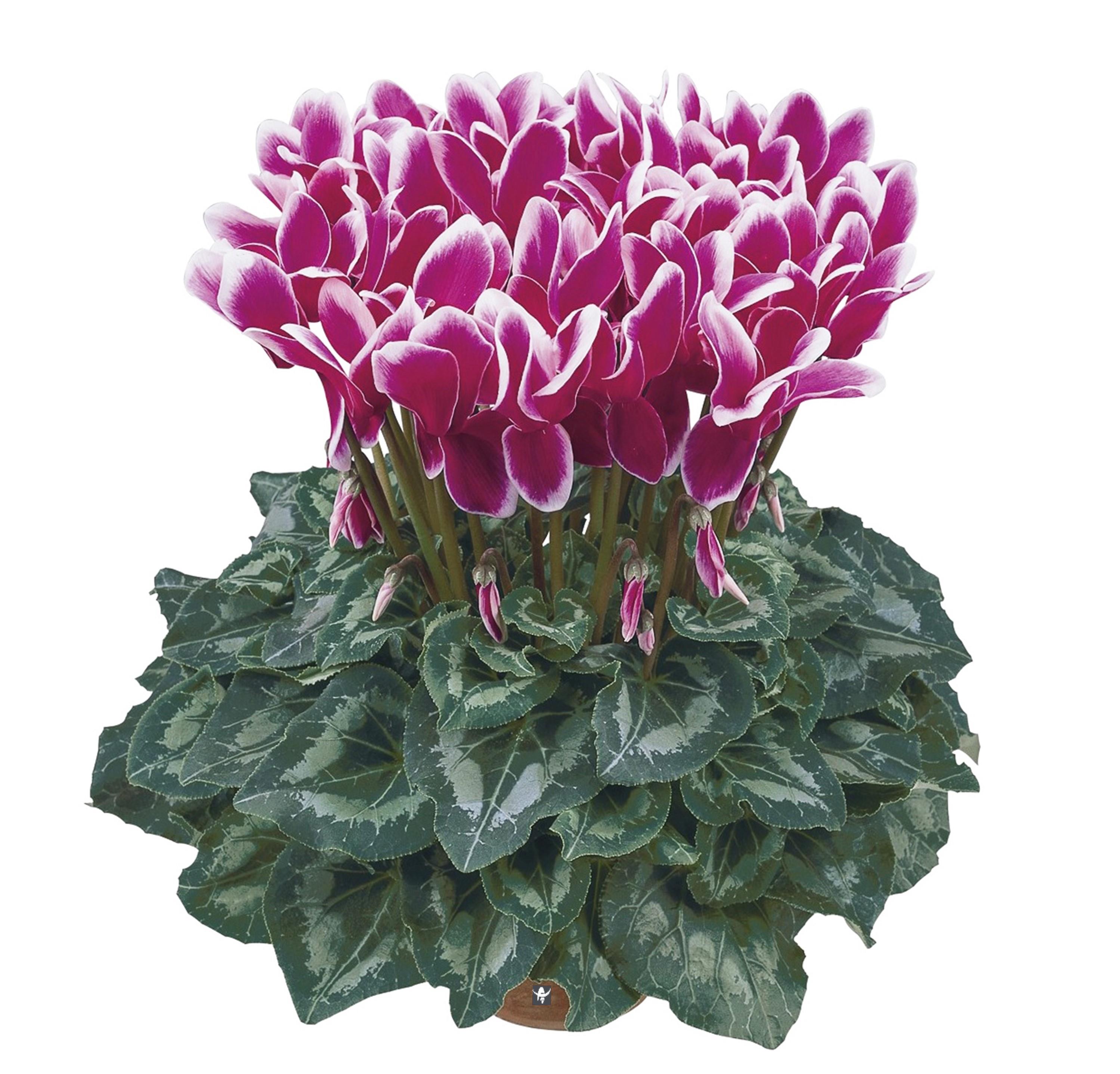 cyclamen