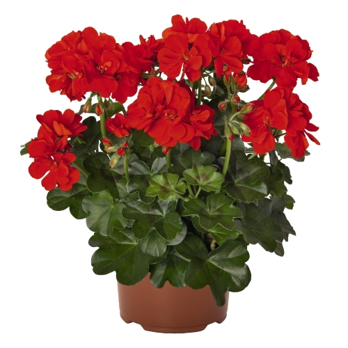 pelargonium