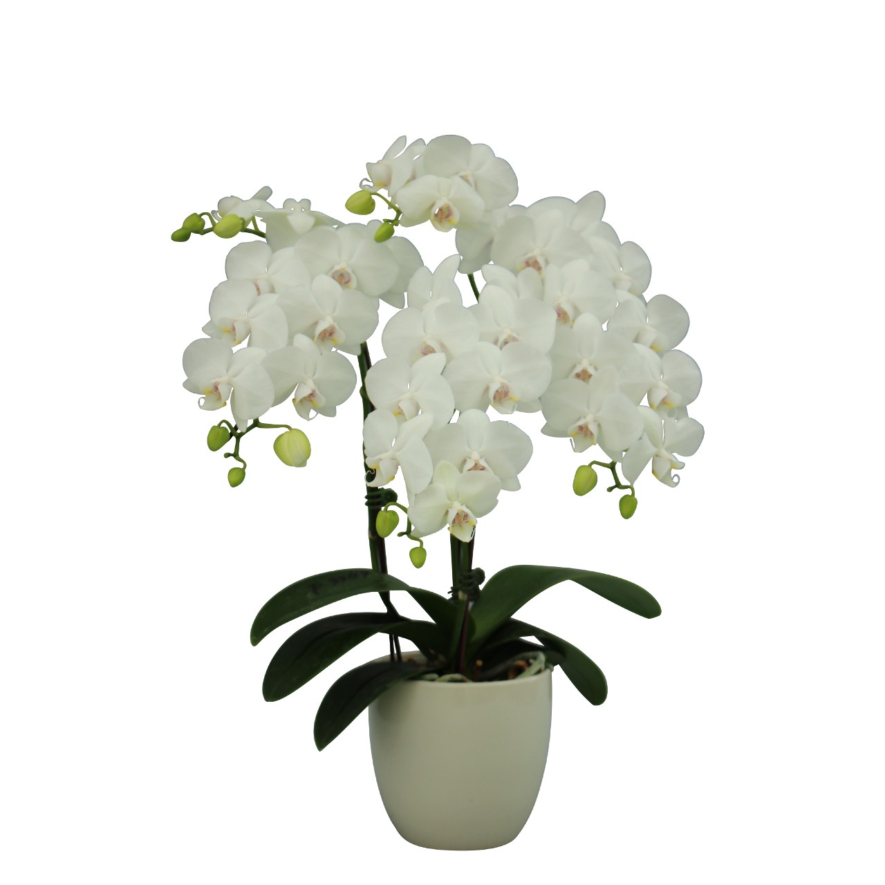 phalaepnosis_blanco