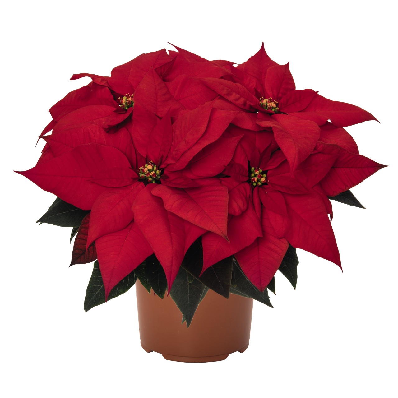 poinsettia_ferrara