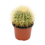 echinocactus