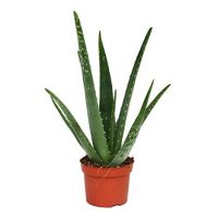 aloe_vera