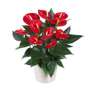 anthurium
