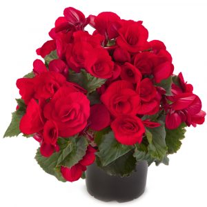 begonia_elatior_red