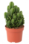 cereus