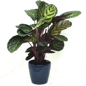calathea