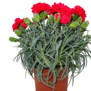 dianthus-carmelia