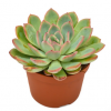echeveria