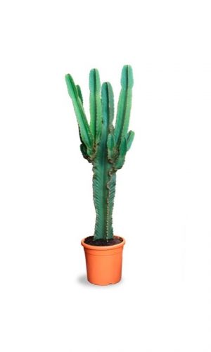 euphorbia