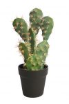 opuntia
