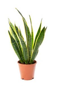 sanseviera